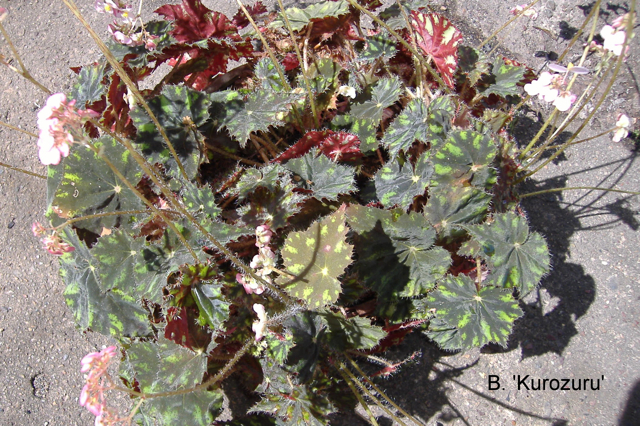 B. ‘Kurozuru’